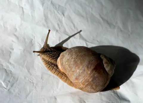Snail-crawling on the white background. Close-up. Stock Photos