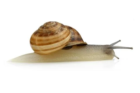 Snail crawling on white background Stock Photos