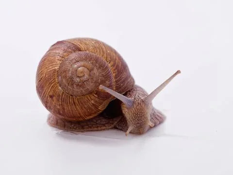 Snail crawling on white surface with shell and antennae Fotos Stock