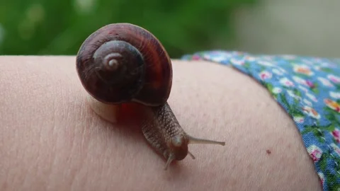 Snail crawling on womans arm Vidéo 315358659