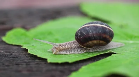 Snail crawling on wood. Video stock 65837758