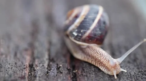 Snail crawling on wood. Video stock 65837962