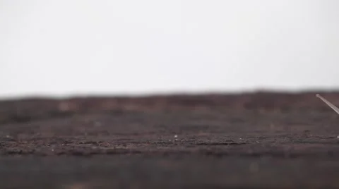 Snail crawling on wood. Video stock 65838173