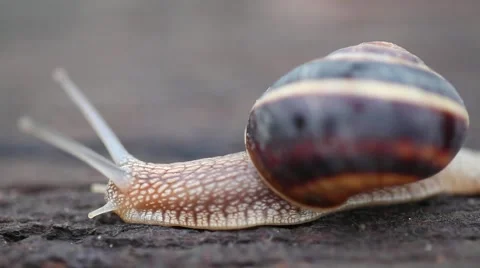 Snail crawling on wood. Video stock 65904446