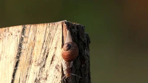 Snail crawling on wood macro Stock Footage 231030649