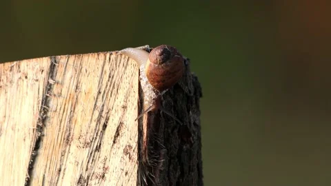 Snail crawling on wood macro Stock Footage 231051601