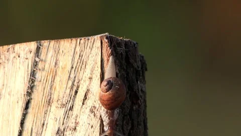 Snail crawling on wood macro Stock Footage 241890551
