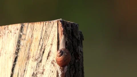 Snail crawling on wood macro Stock Footage 246295883