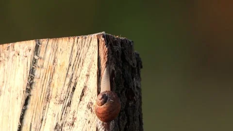 Snail crawling on wood macro Stock Footage 246295898