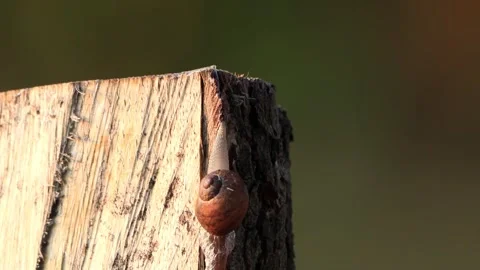 Snail crawling on wood macro Stock Footage 246302870