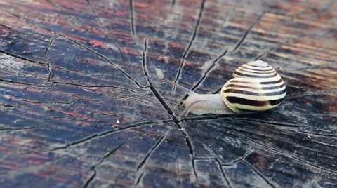 Snail crawling on wooden surface 库存影片 64647043