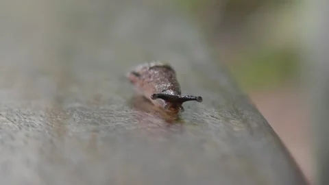 A snail crawling on a wooden table. Stock Footage 311519570
