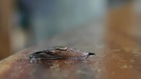 A snail crawling on a wooden table. Stock Footage 311519574
