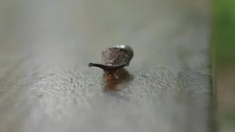 A snail crawling on a wooden table. Stock Footage 311519576