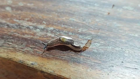 A snail crawling on a wooden table. Stock Footage 311519590