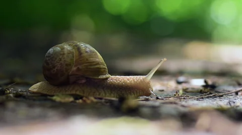 Snail Crawling in the Woods Stock Footage 63551479