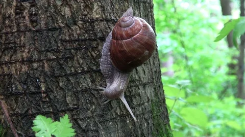 Snail crawling in the woods Stock Footage 77209133