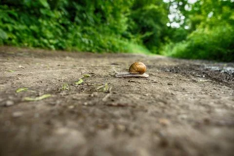 Snail Crawling in the Woods Stock Photos