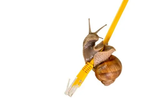 Snail crawling on a yellow network cable Stock Photos