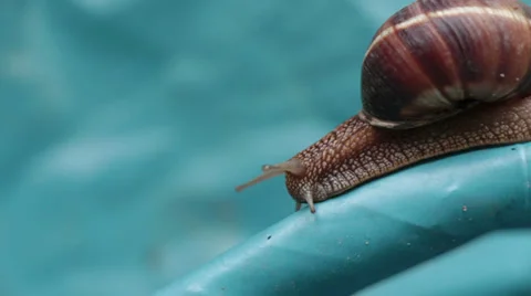 Snail Crawls Across Blue Plastic Video stock 24977394