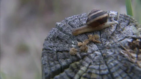 Snail crawls across log Stock Footage 87761880