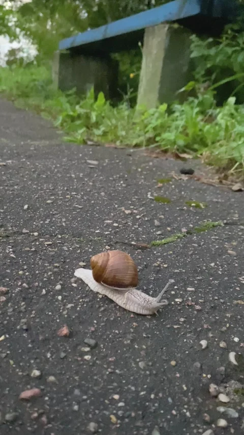 A snail crawls across the pavement. Vertical video Stock-Footage 281346486