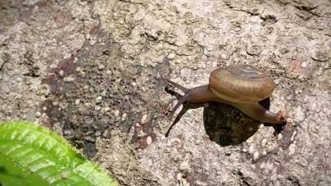 A snail crawls along the bark of a tree Stock Footage 343835667