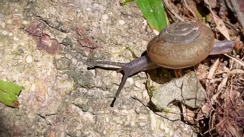 A snail crawls along the bark of a tree among moss and leaves Video stock 343835697