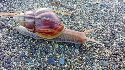 A snail crawls along the beach Stock Footage 334514178