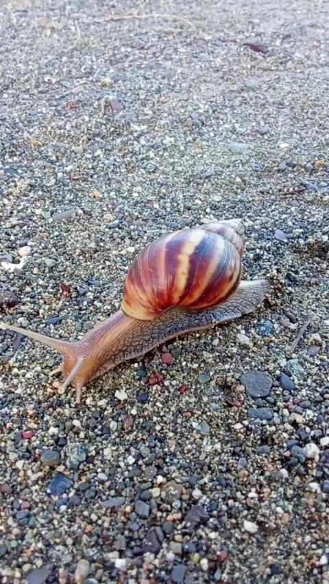 A snail crawls along the beach 库存影片 334643500