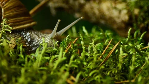 The snail crawls along the forest moss. Snail in the forest 40. Video stock 94923786
