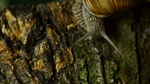 The snail crawls along the forest moss. Snail in the forest 8. Stock Footage 95724006