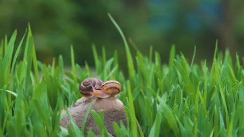 Snail crawls along the green grass 库存影片 89553784