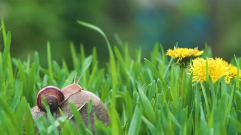 Snail crawls along the green grass 库存影片 89553838