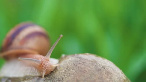 Snail crawls along the green grass 库存影片 89554435