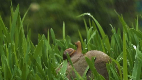 Snail crawls along the green grass in the rain and drops of water 库存影片 89558559