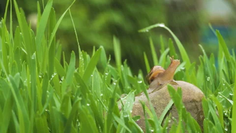 Snail crawls along the green grass in the rain and drops of water Vidéo 89559492