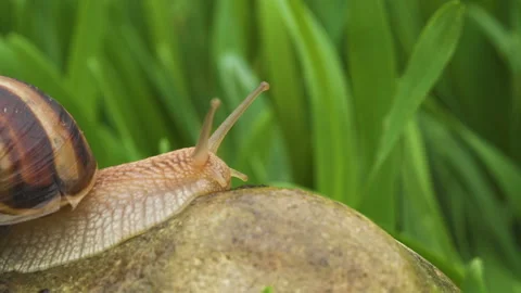 Snail crawls along the green grass 库存影片 89560649