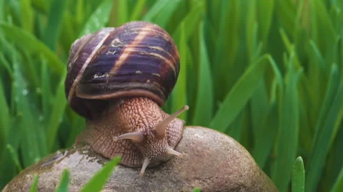 Snail crawls along the green grass Stock Footage 89561878