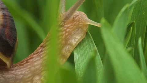 Snail crawls along the green grass Vídeo Stock 89563511