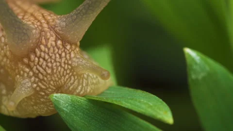Snail crawls along the green grass Video stock 89563979