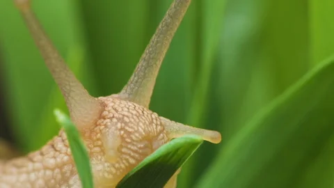 Snail crawls along the green grass Stock Footage 89564874