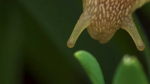 Snail crawls along the green grass Video stock 89564965