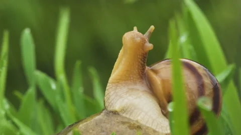 Snail crawls along the green grass in the rain and drops of water 動画素材 89569213