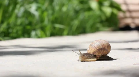 Snail crawls along ground Stock Footage 23095669