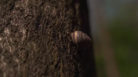 A snail crawls along a tree trunk, close-up Stock Footage 163821974