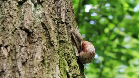 A snail crawls along a tree trunk, selective focus. Snail in the forest Stock Footage 194268227
