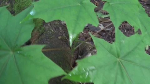 A snail crawls along the trunk of a tree 動画素材 76177998