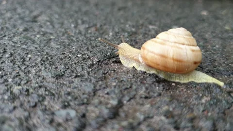 A snail crawls on the asphalt after the rain Stock Footage 155246453
