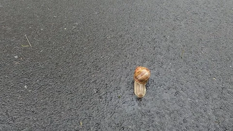 Snail crawls on asphalt in the rain Vídeo Stock 241838017
